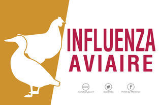 L’influenza aviaire est malheureusement de retour