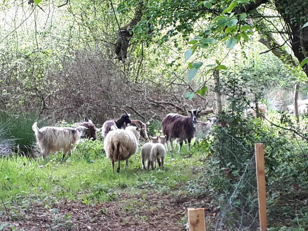 Chèvres et moutons de retour à Porzh klud