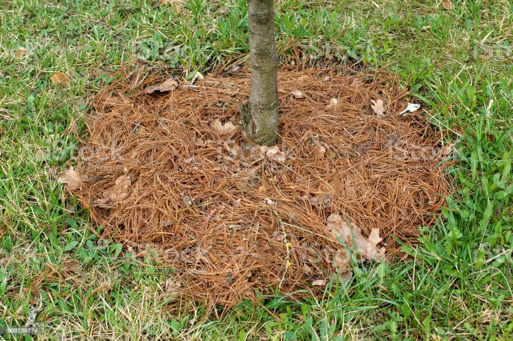 Distribution de Mulch/paillage